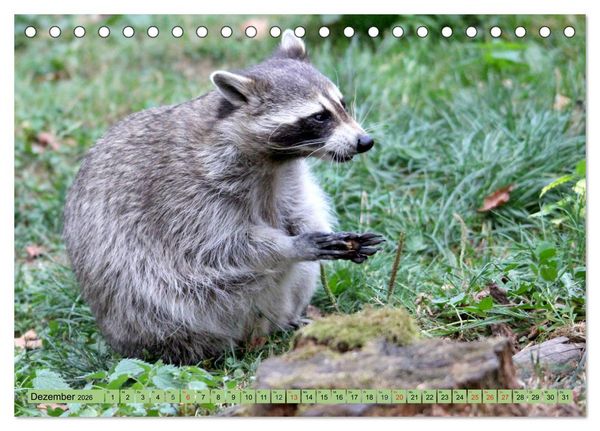 Produktbild: Der Waschb&auml;r - Der Maskentr&auml;ger in unseren W&auml;ldern (Tischkalender 2026 DIN A5 quer), CALVENDO Monatskalender