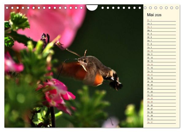 Produktbild: Faszinierende Taubenschw&auml;nzchen (Wandkalender 2026 DIN A4 quer), CALVENDO Monatskalender