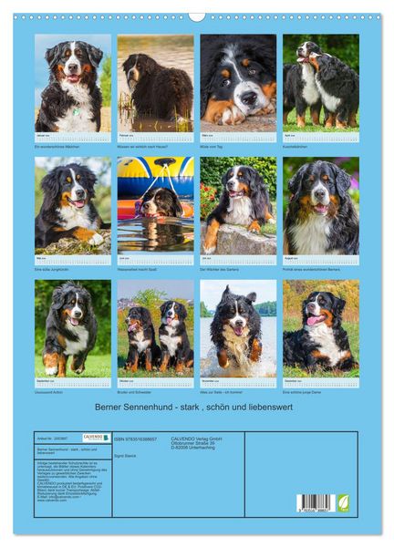 Produktbild: Berner Sennenhund - stark , sch&ouml;n und liebenswert (Wandkalender 2026 DIN A2 hoch), CALVENDO Monatskalender