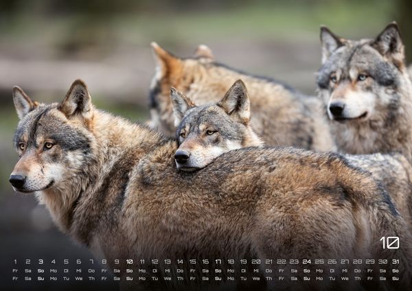 Produktbild: Wolf &ndash; Im Schatten des Waldes - 2027 - Kalender DIN A2