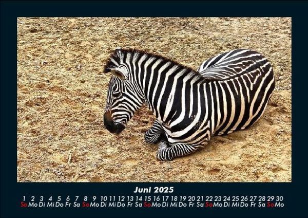 Produktbild: Zebrazauber 2025 Fotokalender DIN A5