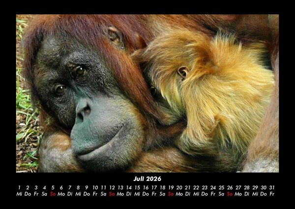 Produktbild: Welt der Affen 2026 Fotokalender DIN A3