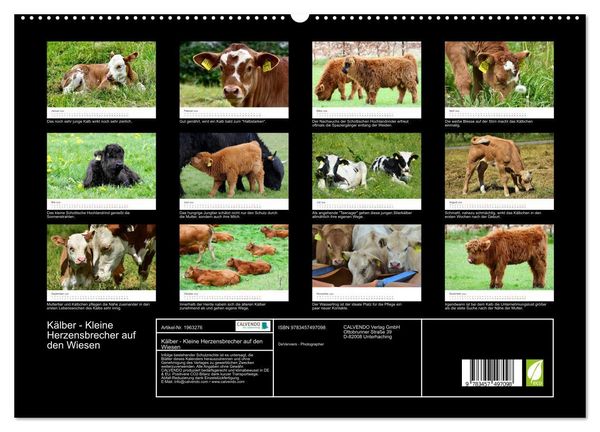 Produktbild: K&auml;lber - Kleine Herzensbrecher auf den Wiesen (hochwertiger Premium Wandkalender 2026 DIN A2 quer), Kunstdruck in Hochglanz