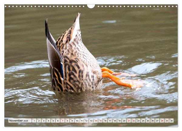 Produktbild: Popo-Kalender (Wandkalender 2026 DIN A3 quer), CALVENDO Monatskalender