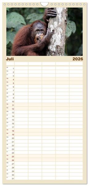 Produktbild: Familienplaner 2026 - Waldmenschen - Orang Utans auf Borneo mit 5 Spalten (Wandkalender, 21 x 45 cm) CALVENDO