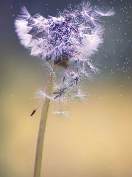 Produktbild: CALVENDO Puzzle Pusteblume | 1000 Teile Lege-Gr&ouml;&szlig;e 64x48cm Foto-Puzzle f&uuml;r gl&uuml;ckliche Stunden