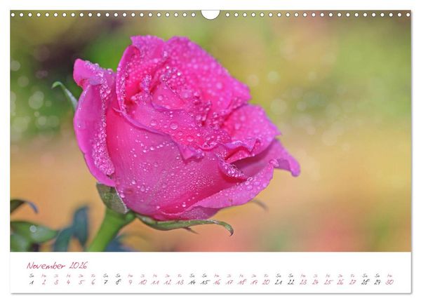 Produktbild: Bl&uuml;tentr&auml;ume in violett und pink (Wandkalender 2026 DIN A3 quer), CALVENDO Monatskalender
