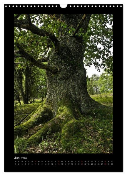 Produktbild: Mythos Baum / 2026 (Wandkalender 2026 DIN A3 hoch), CALVENDO Monatskalender