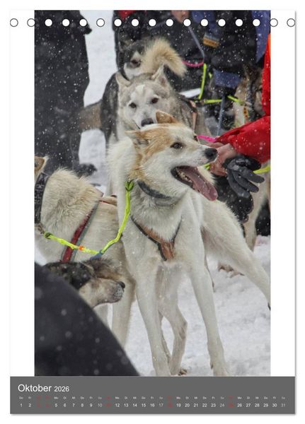 Produktbild: Huskies - Portraits im Schnee (Tischkalender 2026 DIN A5 hoch), CALVENDO Monatskalender