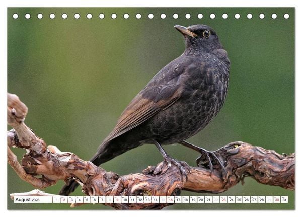 Produktbild: Heimische Gartenv&ouml;gel (Tischkalender 2026 DIN A5 quer), CALVENDO Monatskalender