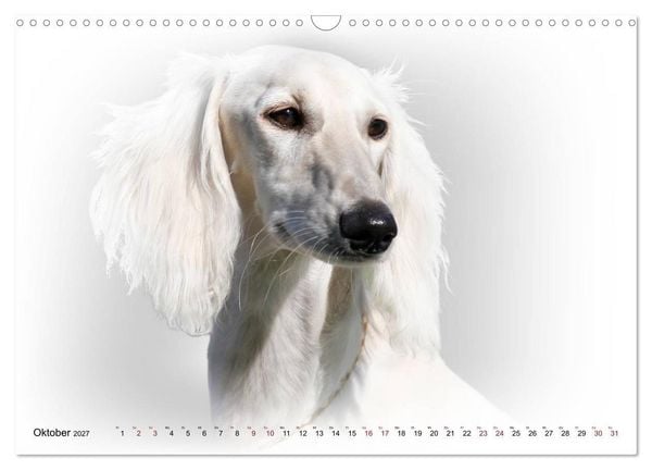 Produktbild: Windhund Portrait 2027 White Edition (Wandkalender 2027 DIN A3 quer), CALVENDO Monatskalender