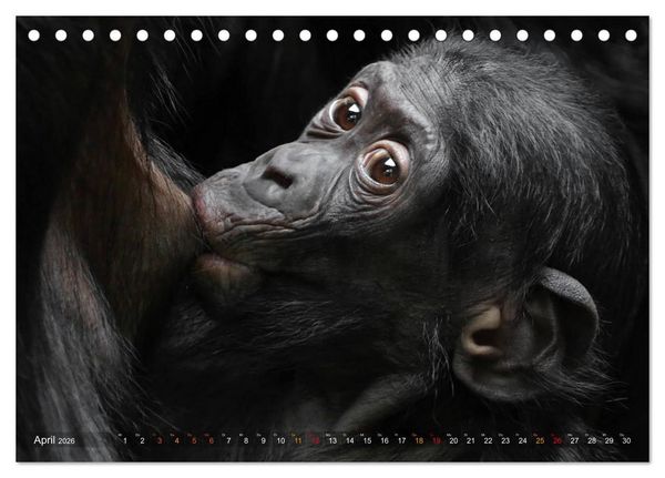 Produktbild: MENSCHENAFFENKINDER 2 (Tischkalender 2026 DIN A5 quer), CALVENDO Monatskalender
