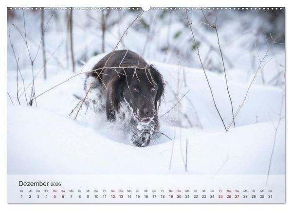 Produktbild: Treue Jagdgef&auml;hrten Der kleine M&uuml;nsterl&auml;nder (hochwertiger Premium Wandkalender 2026 DIN A2 quer), Kunstdruck in Hochglanz
