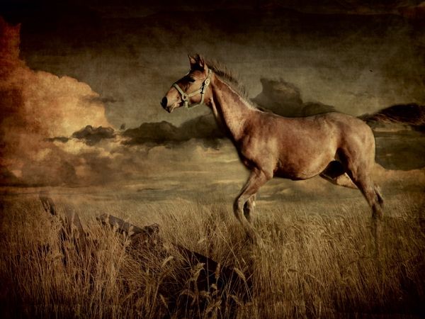 Produktbild: CALVENDO Puzzle Auf dem R&uuml;cken der Pferde | 1000 Teile Lege-Gr&ouml;&szlig;e 64x48cm Foto-Puzzle f&uuml;r gl&uuml;ckliche Stunden