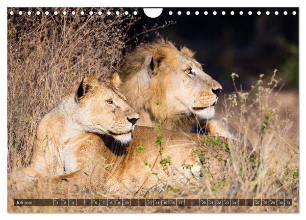 Produktbild: Safari in Tansania (Wandkalender 2026 DIN A4 quer), CALVENDO Monatskalender