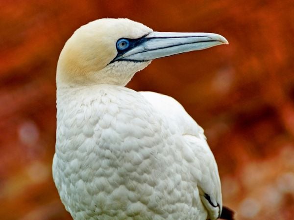 Produktbild: CALVENDO Puzzle Basst&ouml;lpel | 1000 Teile Lege-Gr&ouml;&szlig;e 64x48cm Foto-Puzzle f&uuml;r gl&uuml;ckliche Stunden