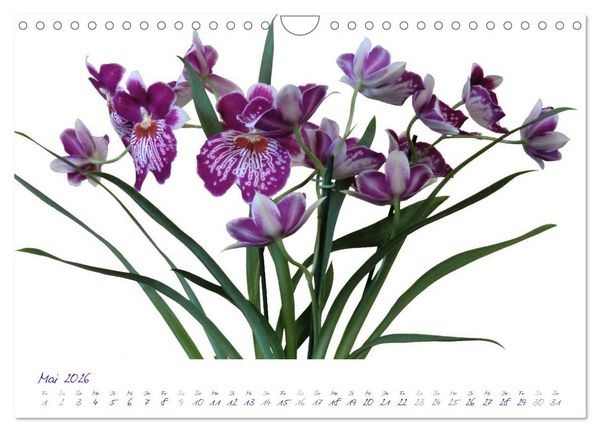 Produktbild: Lila Bl&uuml;ten (Wandkalender 2026 DIN A4 quer), CALVENDO Monatskalender