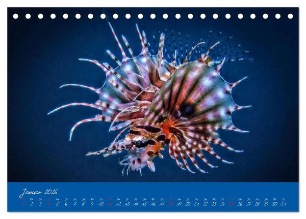 Produktbild: Meer sehen - Abenteuer Tauchen (Tischkalender 2026 DIN A5 quer), CALVENDO Monatskalender