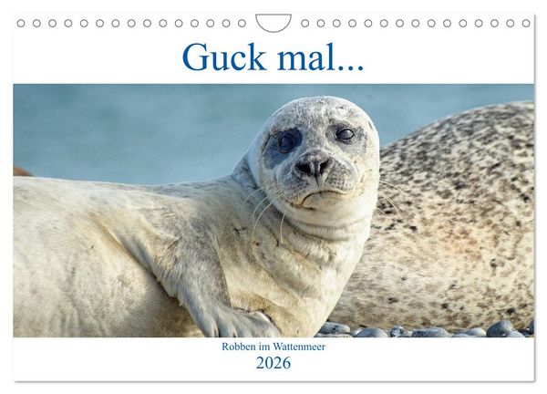 Produktbild: Guck mal ... Robben im Wattenmeer (Wandkalender 2026 DIN A4 quer), CALVENDO Monatskalender