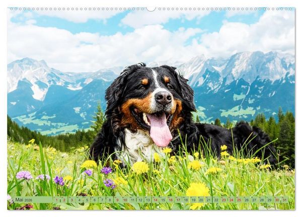 Produktbild: Berner Sennenhunde - Mit jedem Blick ein St&uuml;ck Geborgenheit (Wandkalender 2026 DIN A2 quer), CALVENDO Monatskalender