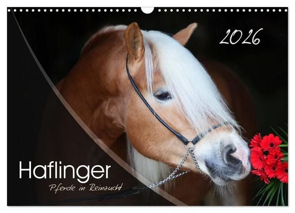 Produktbild: Haflinger-Pferde in Reinzucht (Wandkalender 2026 DIN A3 quer), CALVENDO Monatskalender