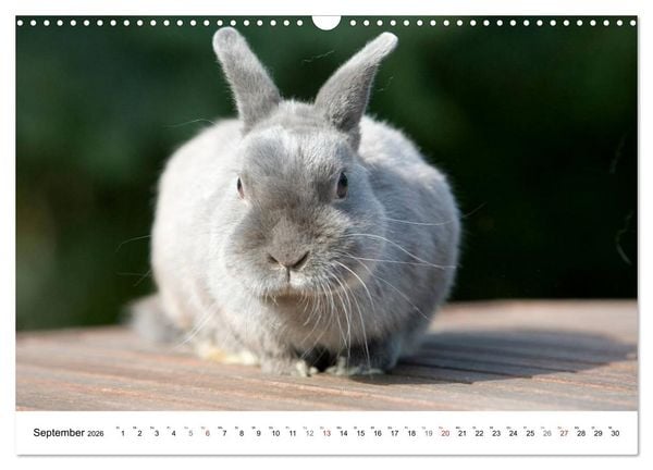 Produktbild: Kaninchen - knuddelige Hausgenossen (Wandkalender 2026 DIN A3 quer), CALVENDO Monatskalender