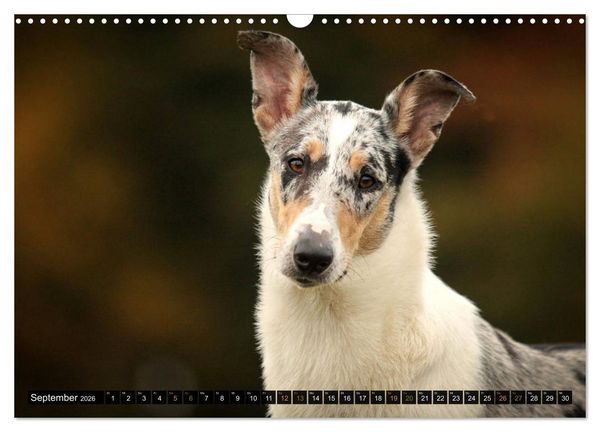 Produktbild: Smooth Collies (Wandkalender 2026 DIN A3 quer), CALVENDO Monatskalender