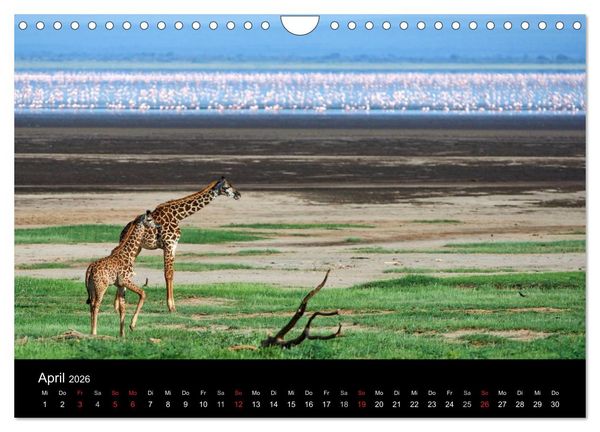 Produktbild: GIRAFFEN - Liebliche Riesen der afrikanischen Savanne (Wandkalender 2026 DIN A4 quer), CALVENDO Monatskalender