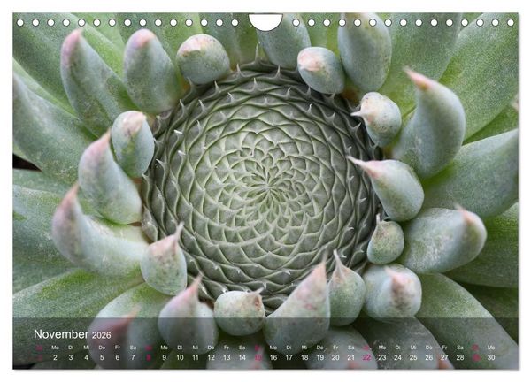 Produktbild: Sukkulenten in Haus und Garten (Wandkalender 2026 DIN A4 quer), CALVENDO Monatskalender