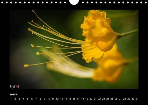 Produktbild: Liatard, A: Fleurs et couleurs (Calendrier mural Calendrier