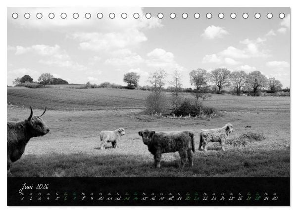 Produktbild: Highland Cattle vom Nordlicht - Faszination Hochland Rind (Tischkalender 2026 DIN A5 quer), CALVENDO Monatskalender