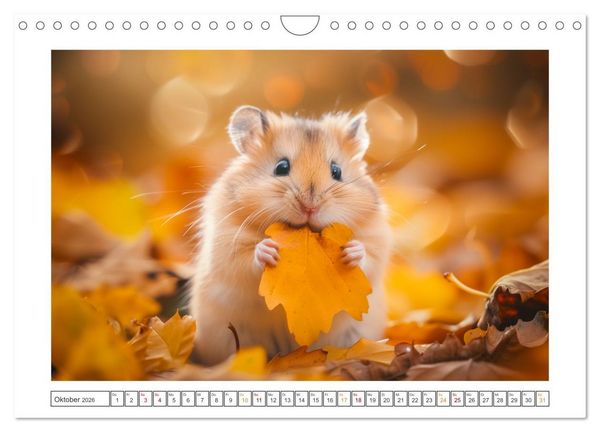 Produktbild: Lustige Hamster (Wandkalender 2026 DIN A4 quer), CALVENDO Monatskalender