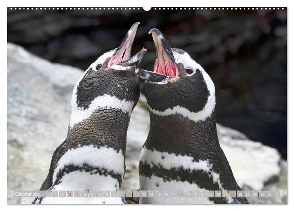 Produktbild: Pinguine: Gehupft wie gesprungen (Wandkalender 2026 DIN A2 quer), CALVENDO Monatskalender
