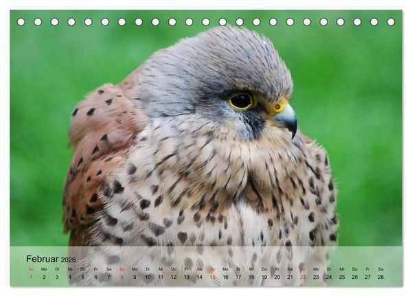 Produktbild: Falken und Greifv&ouml;gel. Edle J&auml;ger (Tischkalender 2026 DIN A5 quer), CALVENDO Monatskalender