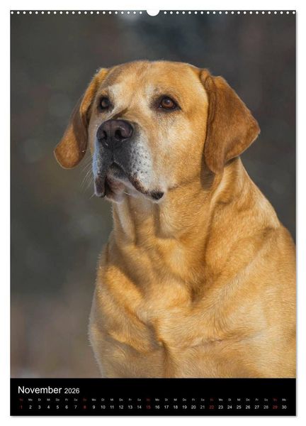 Produktbild: Faszination Labrador Retriever (hochwertiger Premium Wandkalender 2026 DIN A2 hoch), Kunstdruck in Hochglanz