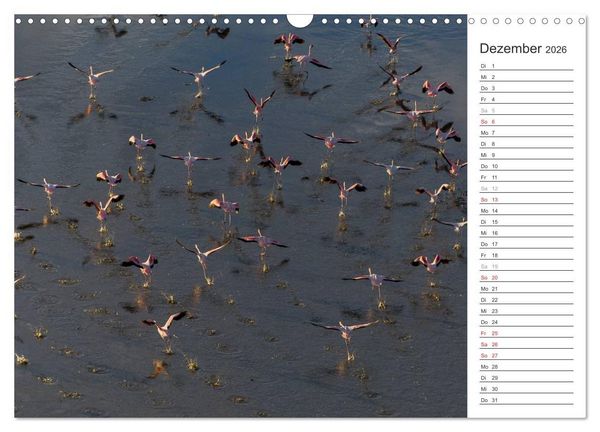 Produktbild: Flamingo Impressionen 2026 (Wandkalender 2026 DIN A3 quer), CALVENDO Monatskalender