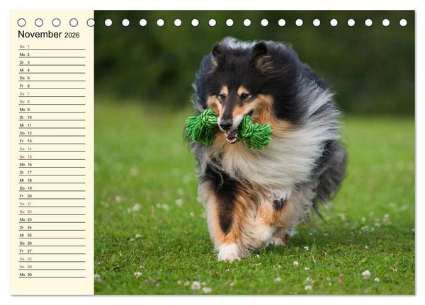 Produktbild: Collie - Mein bester Freund (Tischkalender 2026 DIN A5 quer), CALVENDO Monatskalender