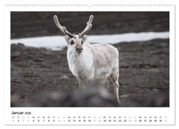 Produktbild: Fauna arctica (Wandkalender 2026 DIN A2 quer), CALVENDO Monatskalender