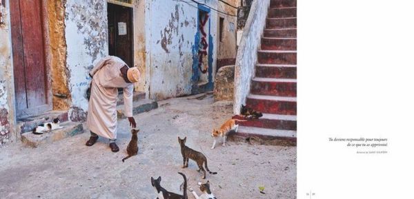 Produktbild: Katzen