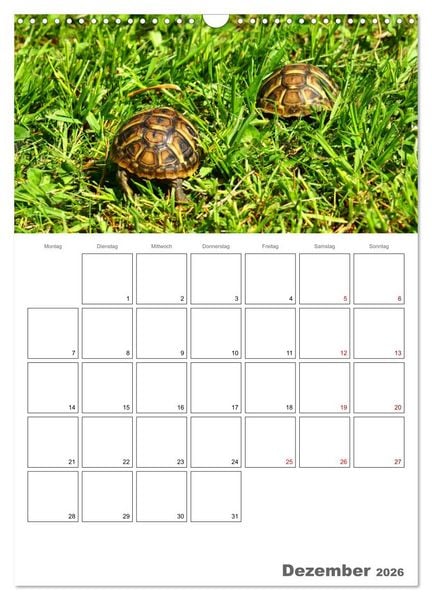 Produktbild: Langsame Schildkr&ouml;ten (Wandkalender 2026 DIN A3 hoch), CALVENDO Monatskalender