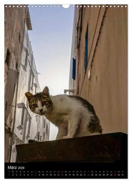 Produktbild: Katzen in Marokko (Wandkalender 2026 DIN A3 hoch), CALVENDO Monatskalender