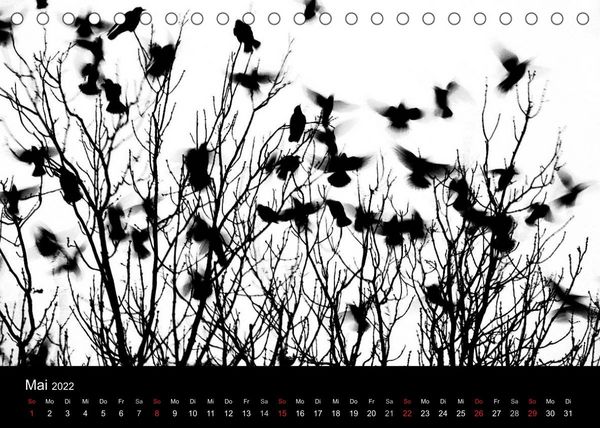 Produktbild: Kieler V&ouml;gel (Tischkalender 2022 DIN A5 quer)