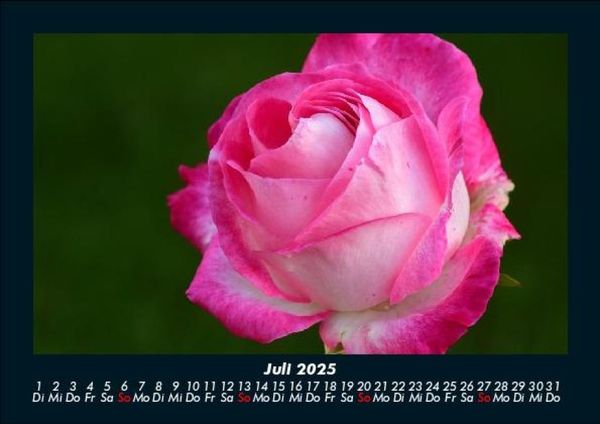Produktbild: Rosen-Kalender 2025 Fotokalender DIN A5