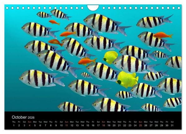 Produktbild: Water Dreams-journey through the sea (Wall Calendar 2026 DIN A4 landscape), CALVENDO 12 Month Wall Calendar