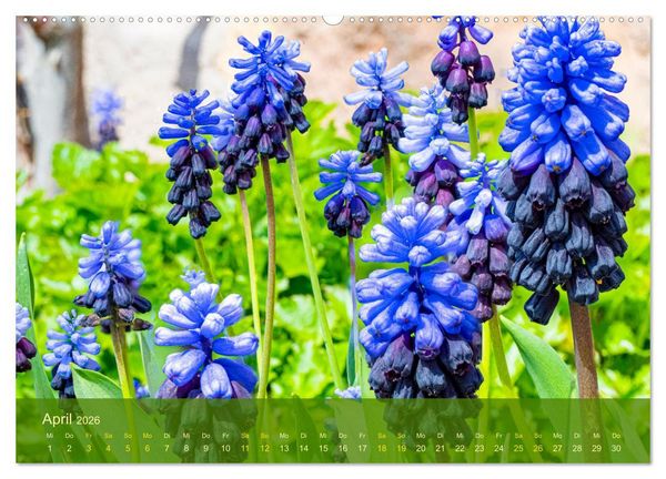 Produktbild: der staudengarten zu bad hersfeld (Wandkalender 2026 DIN A2 quer), CALVENDO Monatskalender