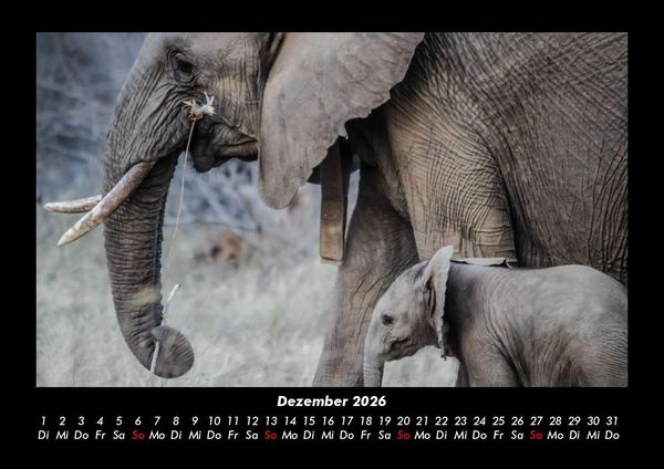 Produktbild: Elefanten - Die sanften Riesen Afrikas 2026 Fotokalender DIN A3