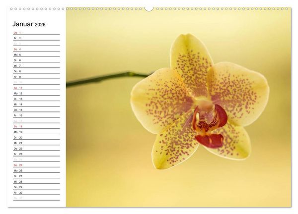 Produktbild: Bl&uuml;tenzauber Orchideen (hochwertiger Premium Wandkalender 2026 DIN A2 quer), Kunstdruck in Hochglanz