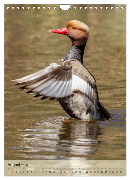 Produktbild: Vogelwelt der Schweiz (Wandkalender 2026 DIN A4 hoch), CALVENDO Monatskalender