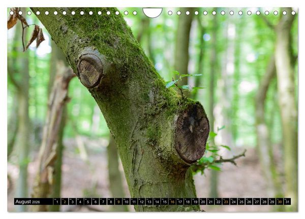 Produktbild: Magische Waldwesen (Wandkalender 2026 DIN A4 quer), CALVENDO Monatskalender