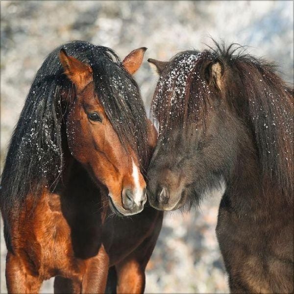 Produktbild: Horses 2027